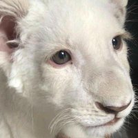Log1c (@0xlog1c_) 's Twitter Profile Photo Log1c (@0xlog1c_) 's Twitter Profile Photo
