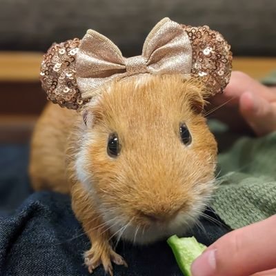 soichi10121231's profile picture. 卓球好きです！