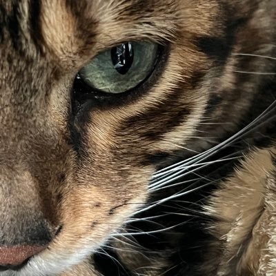猫様は♂ベンガル、猫なのにポチという名前2022年7月17日生🐱飼い主は下僕、愉快な共同生活とたまにグルメ🤤気軽にいいねRTフォロー等、大歓迎で皆様のところへ住みつきに行っちゃう💕