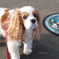 Rio (@rio_pokepon) Twitter profile photo