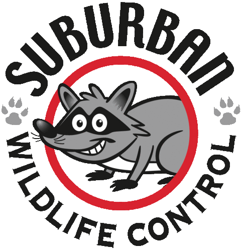 Our wildlife professionals provide removal services of raccoons, squirrels, groundhogs, and many others 24/7 in Greater Cincinnati and Northern Kentucky.