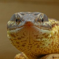 🦖killed by Eizo the monitor lizard RIP🔬 (@scientistdjigr) 's Twitter Profile