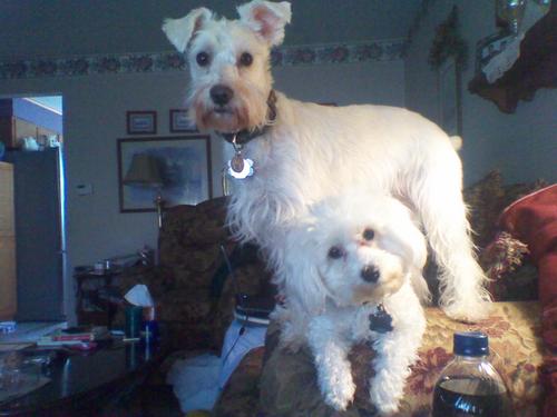 Die hard & heart broken buffalo sport fan, 2 dogs a white schnauzner & a maltese. Hockey is my religion. Have 2 nephews Ryan &Bryce. Good guy till the end