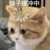 铃鹿 (@wsll20001) Twitter profile photo
