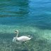 🦢 (@valse_de_deux) Twitter profile photo 🦢 (@valse_de_deux) Twitter profile photo