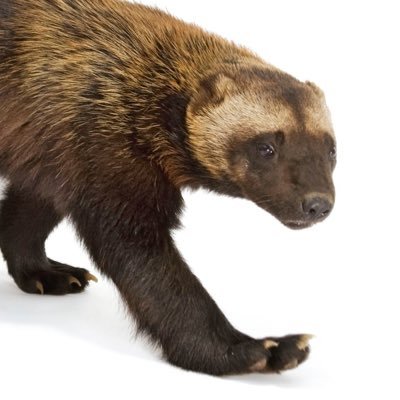 gulogulo509's profile picture. 