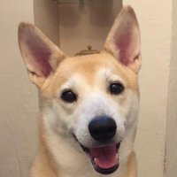 JJ1DPG🍈きゃんでぃのお世話係 (@jj1dpg) 's Twitter Profile