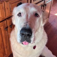 Good Shepherd Nika (@thegoodshep45) 's Twitter Profile