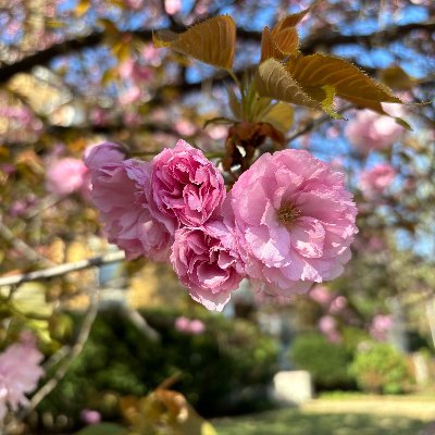 kathrynmparsley's profile picture. Research Development Associate at WashU in St. Louis.
Ph.D. in Biology from the University of Memphis. #PlantAwarenessDisparity