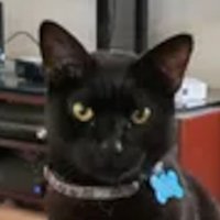 Mr. Breeze 🌈1/2/2024 🥓Breeze Bacon (@kittehboi) 's Twitter Profile Photo Mr. Breeze 🌈1/2/2024 🥓Breeze Bacon (@kittehboi) 's Twitter Profile Photo