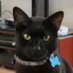 Mr. Breeze ๐1/2/2024 ๐ฅBreeze Bacon (@kittehboi) Twitter profile photo Mr. Breeze ๐1/2/2024 ๐ฅBreeze Bacon (@kittehboi) Twitter profile photo