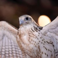 التميمي (@altmymya88278) 's Twitter Profile