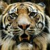 mary croft (@marycroft557011) Twitter profile photo