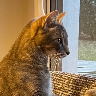 Un chat un peu bête, mais rigolo (mon papa c’est @MuseOnTheRoad)