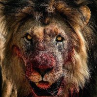 brody whatley🦁 (@bwhatley223) 's Twitter Profile