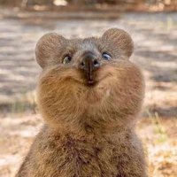 Fʟᴏᴀᴛɪɴɢ Kᴏᴀʟᴀ (@floatingkoala) 's Twitter Profile