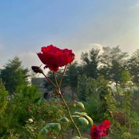 Introvert (@introvertdiary9) 's Twitter Profile