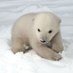 Icebear (@nroxa11951) Twitter profile photo Icebear (@nroxa11951) Twitter profile photo