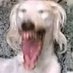 tretisas4xd (@tetrissellsas) Twitter profile photo tretisas4xd (@tetrissellsas) Twitter profile photo