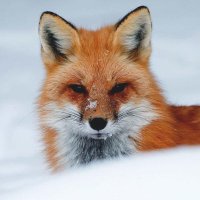 Obi the Fox (@obithefox) 's Twitter Profile