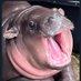 hippo (@scottsterling23) Twitter profile photo hippo (@scottsterling23) Twitter profile photo