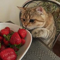 ππ (@strawbrykcal) 's Twitter Profile