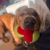Lewi Golden Retriever (@goldenlewi) 's Twitter Profile