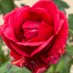 Nature (@nature144426882) Twitter profile photo Nature (@nature144426882) Twitter profile photo