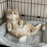 びびすけ（サイベリアン♂）🐈 (@bibisuke7426) Twitter profile photo