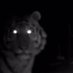 Iron Tiger (@iron_tiger22) Twitter profile photo Iron Tiger (@iron_tiger22) Twitter profile photo