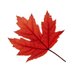 Mau 🇨🇦 (@maumcg) Twitter profile photo Mau 🇨🇦 (@maumcg) Twitter profile photo