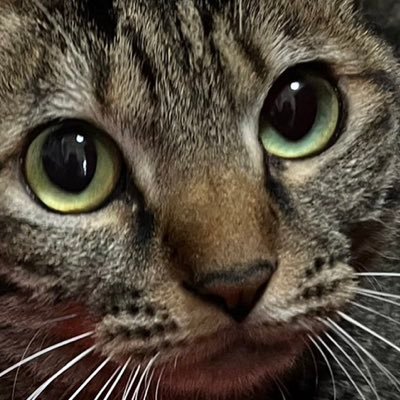 MamiShuka2020's profile picture. おかしいと思う事を呟きます。DMでも個人情報🙅I can't give out any personal information. 別ﾎﾟｽﾄまで追いかけてくる頭のおかしなｽﾄｰｶｰみたいな人、理解力読解力無い人も即ﾌﾞﾛｯｸします。そういう人、居るんですよ…。I don't reply to DMs.