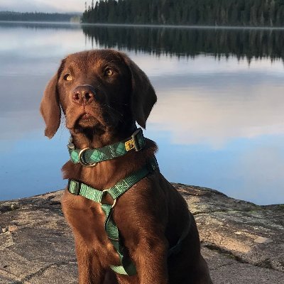 AlainRivet's profile picture. 