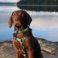 Alain Rivet (@alainrivet) 's Twitter Profile