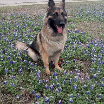 MAGA Lady 100%, Call them as I see them but open to debate..sometimes! I am a German Shepherd Mom! If you know, you know! Wife of 100% Disabled Veteran. No DMs