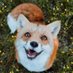 🍁 𝓣𝓱𝓮 𝓕𝓸𝔁 𝓛𝓲𝓯𝓮 🌾🦊 (@thefoxlife) Twitter profile photo 🍁 𝓣𝓱𝓮 𝓕𝓸𝔁 𝓛𝓲𝓯𝓮 🌾🦊 (@thefoxlife) Twitter profile photo
