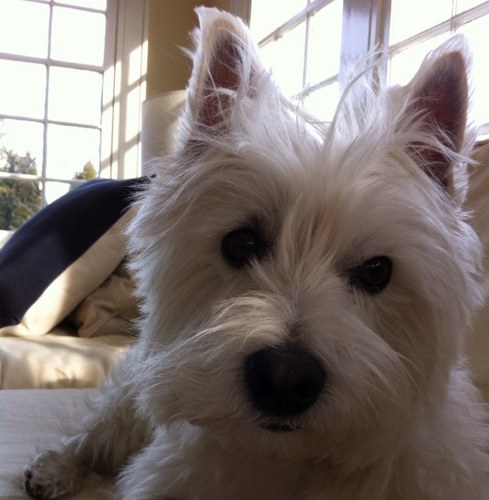 FranklinOrwig's profile picture. I am a westie that enjoys traveling, walks, treats, and loves spending time with my family.