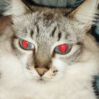 Rorona (@roronarrr) 's Twitter Profile