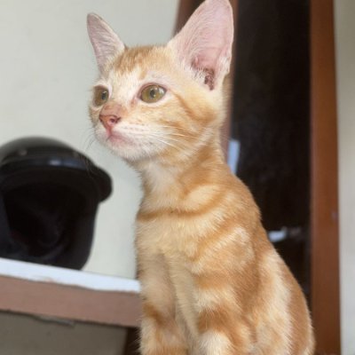 cici56306's profile picture. A2TF4CBZ