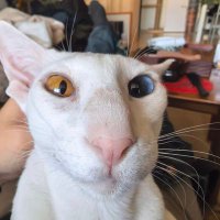 idealweaver (@idealweaver2025) 's Twitter Profile