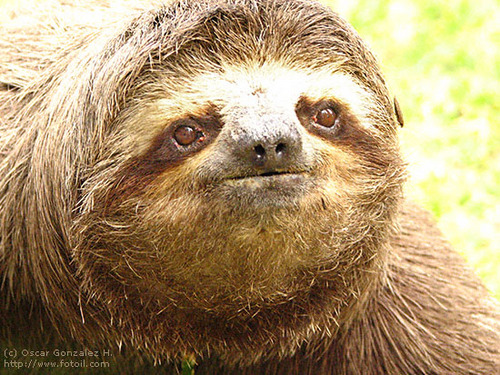 Sloths.