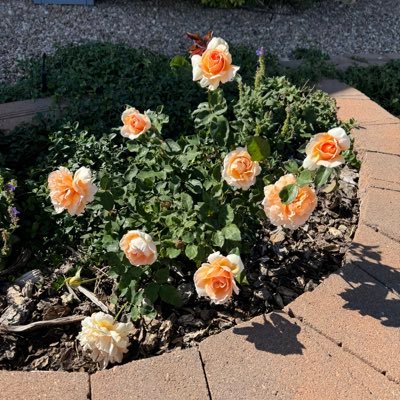 PriceRanchGal's profile picture. Market research analyst, specializing in key insights, business intelligence, data visualization, and voice of the customer.