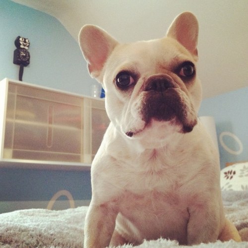 oui_oui_bella's profile picture. I es a bery beautiful frenchie girl wif eyeliners. Livin da life wif my pawsome mom n dad.