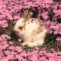mel ❀ (@dropofhoney_) 's Twitter Profile