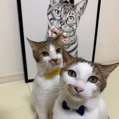 40代👱🏼‍♂️🆖🍺🚬🆖家族は妻と保護猫2匹/持家🏠趣味：サーフィン🏄‍♂️運用：日本株/米国株/投資信託/仮想通貨💹投資法：スイング/中長期/高配当/株主優待❕株主優待と猫様📮がメイン😸🐾無言フォロー失礼します✨関係のないDMはしません🙇🏻‍♂️