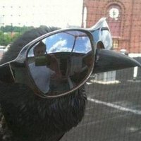 Caw 🕊️ (@cawtent) 's Twitter Profile