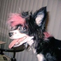 ✮ miikamii ✮ (wz p^ppyyff*ngs) (@pnknwhtppypws) 's Twitter Profile