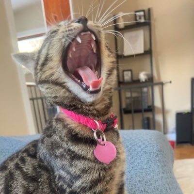 gagew_'s profile picture. 🌲🐳