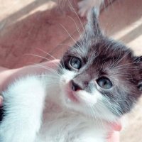 Ribo (@riboxd_) 's Twitter Profile