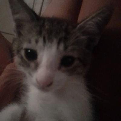 Desnocnosigon's profile picture. 